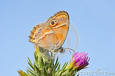 Coenonympha saadi , Persian heath butterfly on flower against blue sky Stock Photo
