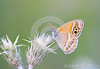Coenonympha saadi , Persian heath butterfly on flower Stock Photo