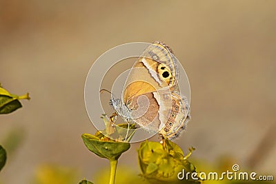 Coenonympha saadi , Persian heath butterfly on flower Stock Photo