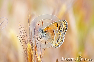 Coenonympha saadi , Persian heath butterfly wild in nature Stock Photo