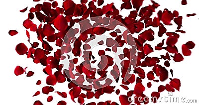 Coeur rouge des pétales de rose volant avec le vortex sur le concept blanc de fond, d'amour et de Saint Valentin Coeur rouge des pétales de rose volant avec le vortex sur le concept blanc de fond, d'amour et de Saint Valentin