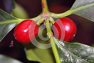 Coffea arabica plant with coffee beans Stock Photo