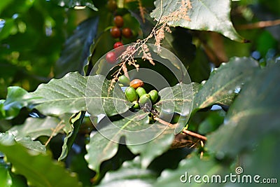 Coffea arabica tree fruit known as the Arabian coffee Stock Photo