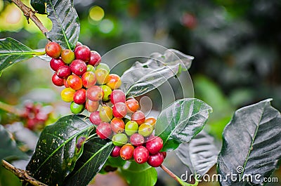 Coffea arabica Stock Photo