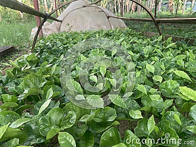 Coffea canephora Stock Photo