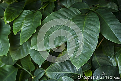 Coffea or coffee plant Stock Photo