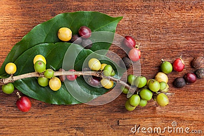 Coffea plant with fruit. Stock Photo