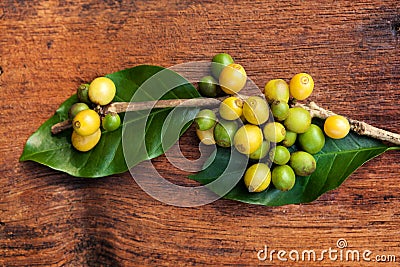 Coffea plant with fruit. Stock Photo