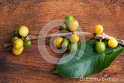 Coffea plant with fruit. Stock Photo