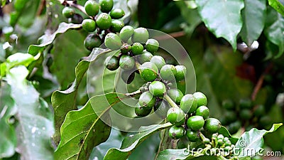 Close-up of green coffee beans on a coffee plant in Cuba Stock Photo