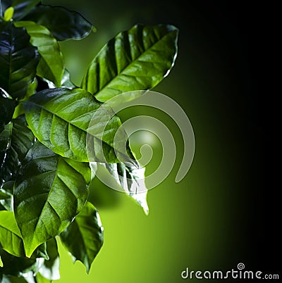 Coffee Arabica Plant Stock Photo