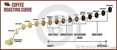 Set of coffee beans transforming from white to black roasted or coffee stages roasting. eps vector. Vector Illustration