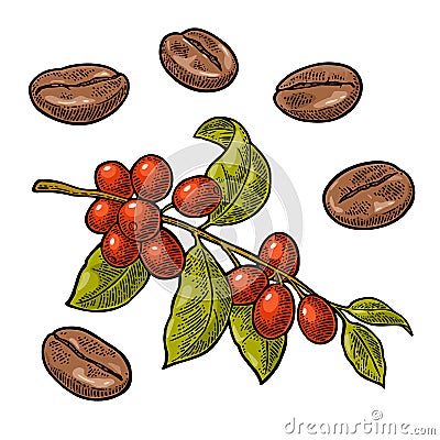 Coffee bean, branch with leaf and berry. Vector Illustration