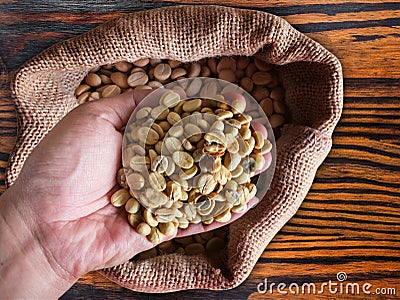 Coffee bean in hand. Stock Photo