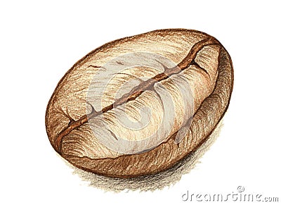 Coffee bean hand drawn colored pencil illustration closeup Cartoon Illustration
