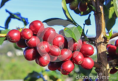 Coffee bean on coffee tree Stock Photo