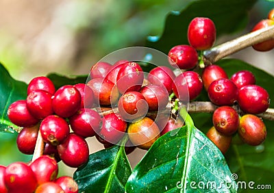 Coffee bean on tree. Stock Photo