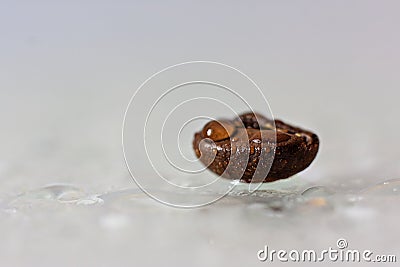 Coffee bean in water Stock Photo