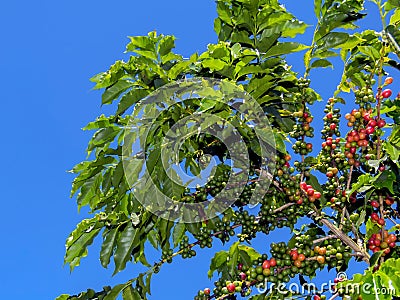 Coffee Stock Photo