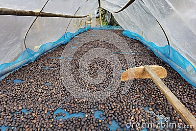 Coffee beans drying Stock Photo