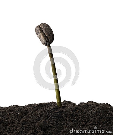 Coffee beans germinating, Coffee bean seedling in soil ground isolated on white background with clipping path Stock Photo