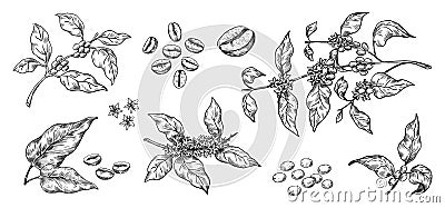 Coffee beans. Hand drawn Arabica tree branches with leaves and seeds. Tropical blooming plants. Black and white organic Vector Illustration