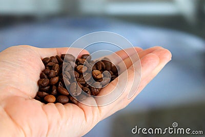 Coffee beans on the palm Stock Photo