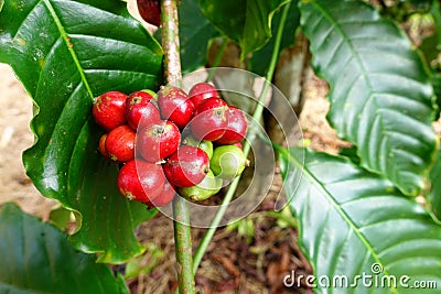 Coffee beans ripening on a tree Stock Photo