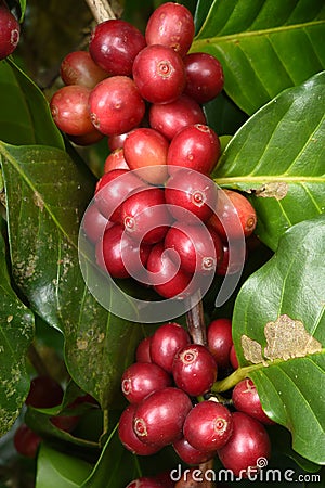 Coffee beans ripening on a tree Stock Photo