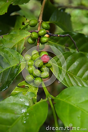 Coffee beans ripening Stock Photo