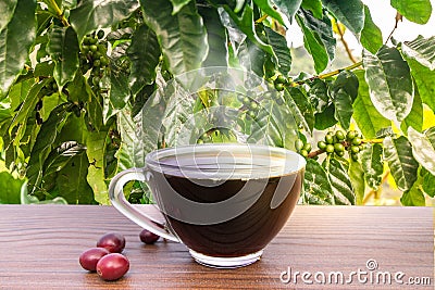 Coffee beans with seeds Stock Photo