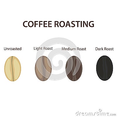 Coffee beans set showing various stages of roasting isolated on white background vector illustration Vector Illustration