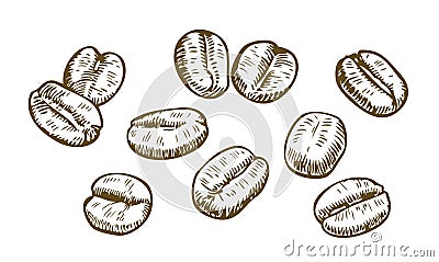 Coffee beans sketch. Drink vintage vector illustration Vector Illustration