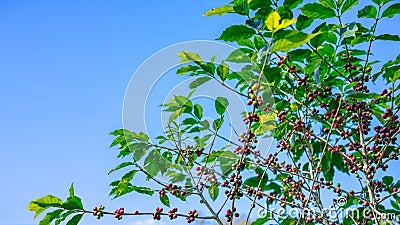 Coffee bean on tree at the mountain in farm northern Thailand Stock Photo