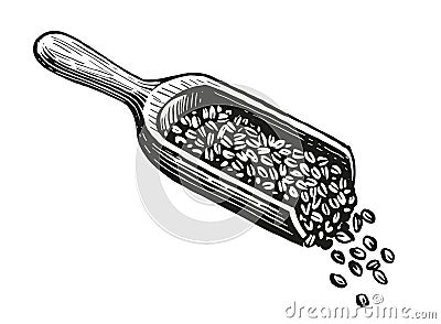 Coffee beans in a wooden scoop, sketch style. Preparing a fresh, invigorating drink with caffeine. Vintage vector Vector Illustration