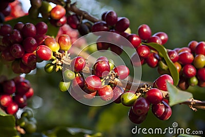 Coffee berry Stock Photo