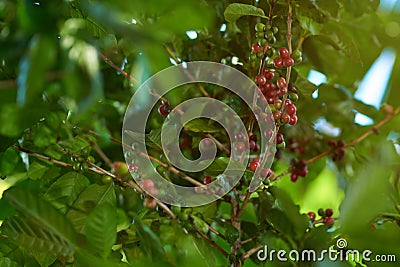 Coffee branch with beans Stock Photo