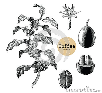 Coffee branch,Coffee flower,Coffee bean hand drawing vintage cli Vector Illustration