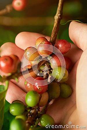 Coffee branch in farmer hand Stock Photo