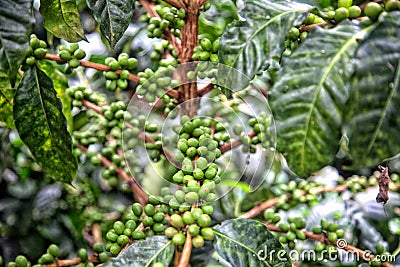 Coffee branch Stock Photo