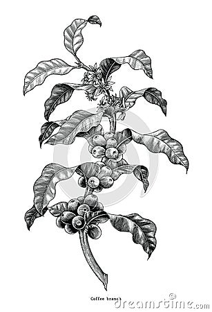 Coffee branch hand drawing vintage clip art isolated on white ba Vector Illustration