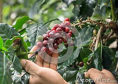 Coffee branch in human's hand Stock Photo