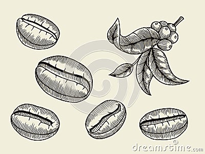 Coffee branch illustration Vector Illustration