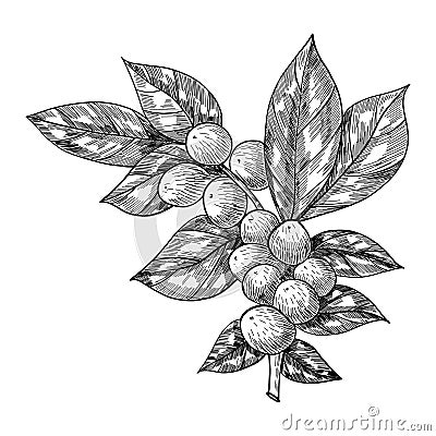 Coffee branch with leaf, berry, coffee bean, fruit, seed. Natural organic caffeine. Hand drawn vector illustration Vector Illustration