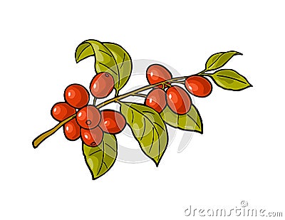 Coffee branch with leaf and berry. Vintage vector engraving Vector Illustration