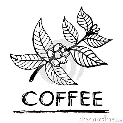 Coffee branch Vector Illustration