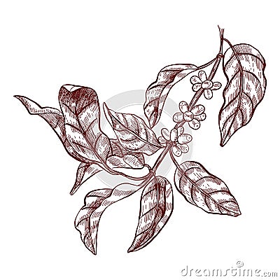 Coffee branch. Vector illustration in sketch style. Vector Illustration