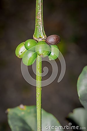 Coffee coffea beans and plant growing, Uganda, Africa Stock Photo