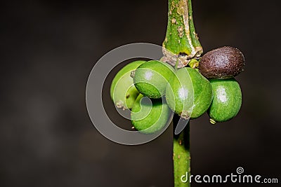 Coffee coffea beans and plant growing, Uganda, Africa Stock Photo