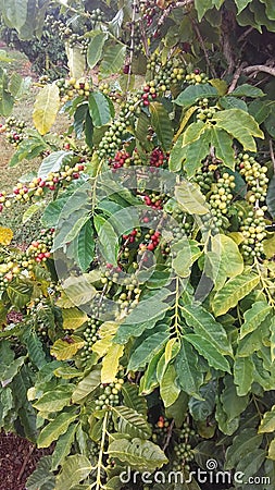 Coffee, Coffea, Plant with Seeds Growing at Kauai Coffee Plantation on Kauai Island, Hawaii. Stock Photo